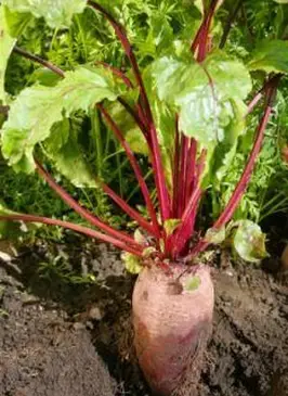 Uma única beterraba.