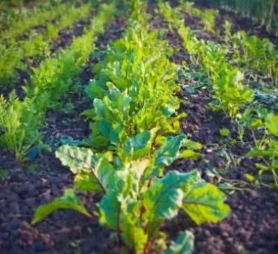 Come cucinare le foglie di barbabietola per le tue ricette