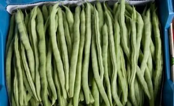 שעועית ירוקה