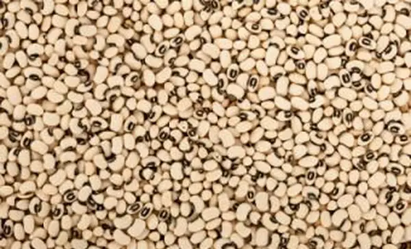 אפונה דרומית