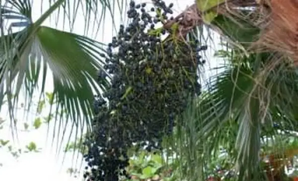 מה טעמו של פירות האסאי? דרכים ליהנות מהטעם הזה