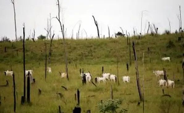 Dobytok sa pasie na odlesnenom Amazone