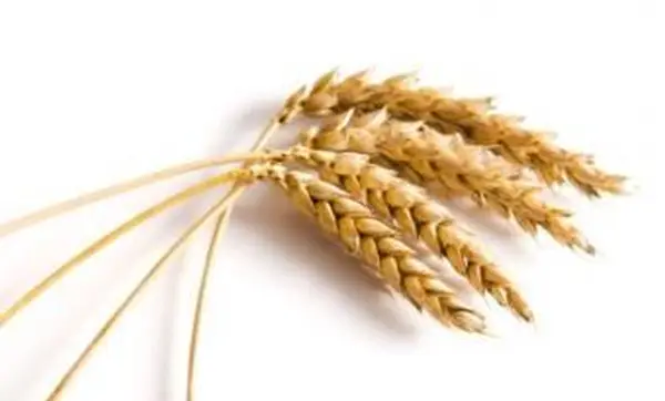 Sind Weizenkeime gut für Sie? Vorteile & Tipps erklärt