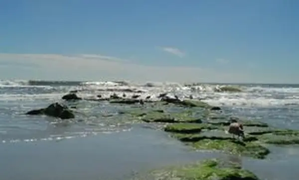 寒天源：それらを使用する前に知っておくべきこと