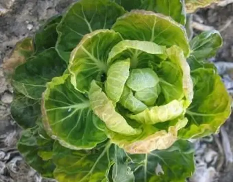 Elenco stampabile gratuito di alimenti ricchi di vitamina K