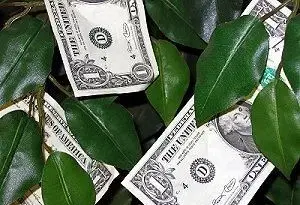 Guia para árvores de dinheiro do casamento