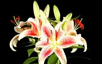 זרי חתונה פשוטים