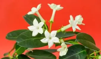 Stephanotis floribunda