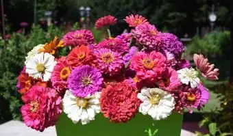 piękne wielokolorowe cynie