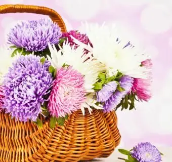 astry i kwiaty pająka