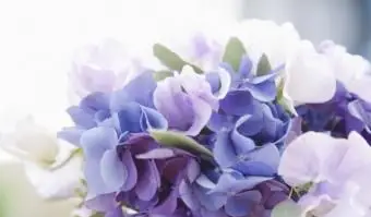 Bukiet słodkiego groszku