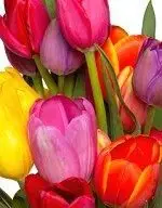 Rote, orange, violette und gelbe Tulpen