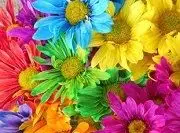 Mehrfarbiger Gänseblümchen-Hochzeitsstrauß