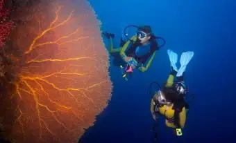 サンゴ礁のスキューバダイバー