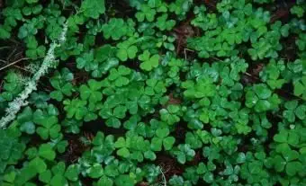 משאלות חתונה וטוסטים איריים