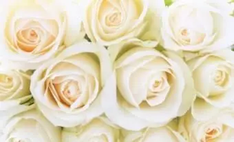 Arrière-plans de mariage gratuits