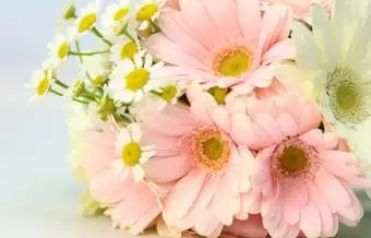 https://cf.ltkcdn.net/weddings/images/slide/250765-850x595-18_all_daisy_bouquet.webp