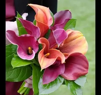 https://cf.ltkcdn.net/weddings/images/slide/241270-850x849-5-calla-lily-bridal-bouquets.webp