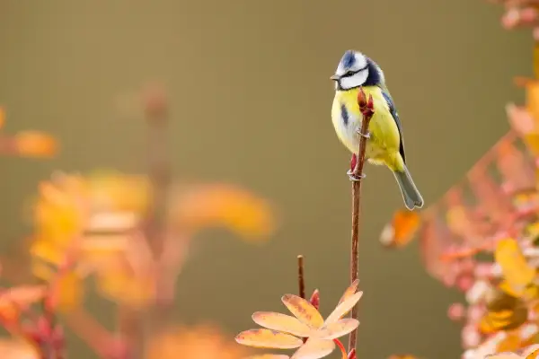 Blue tit. Photo: Getty Images.