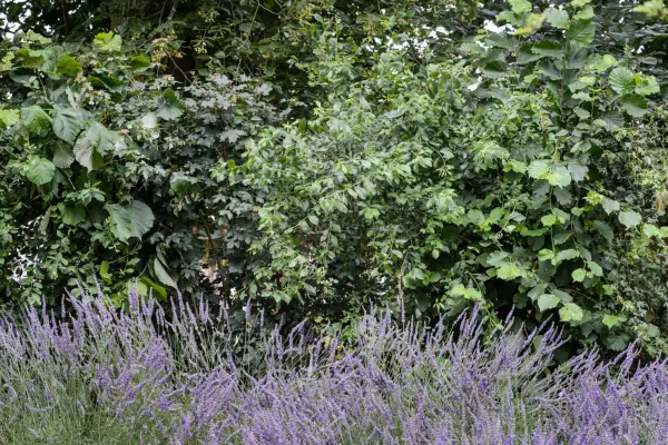 Native hedge of lime, hazel, field maple, crataegus and cornus