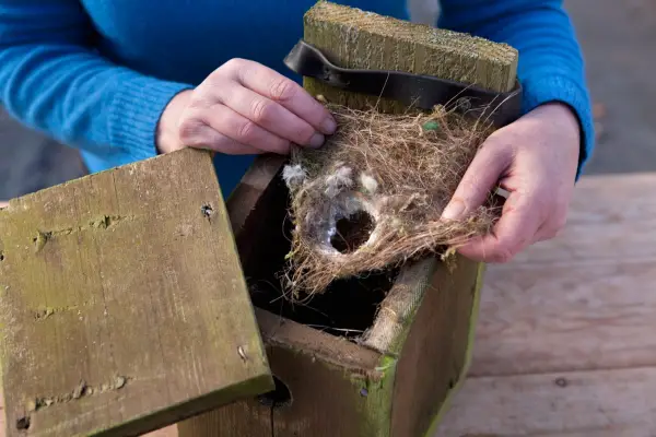 Should I clean out my nest box?