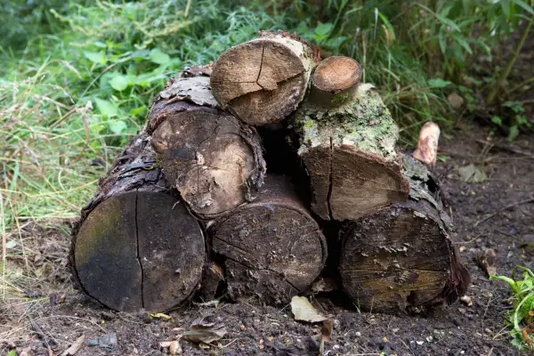Wildlife gardening – make a dead wood habitat