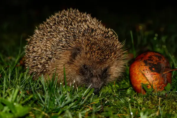 Hedgehog foraging among grass. Getty Images