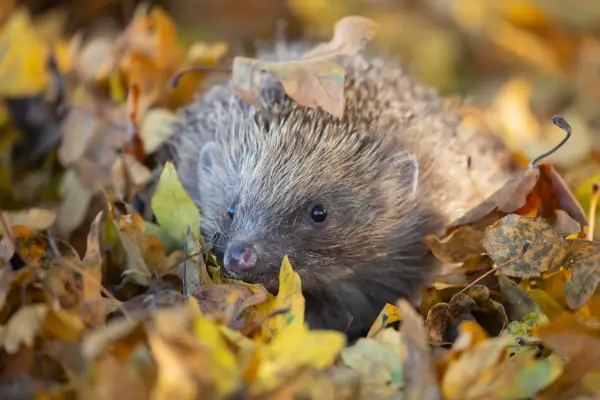 Hedgehog in autumn leaves. Getty Images
