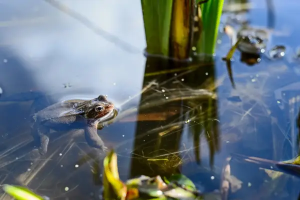 Frogs in wildlife pond in early spring