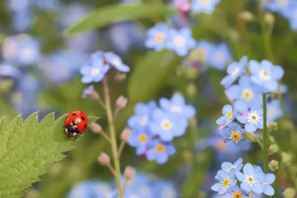 Ladybird in spring. Getty images.