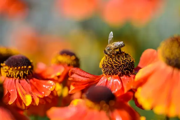 Honey bee on Helenium 