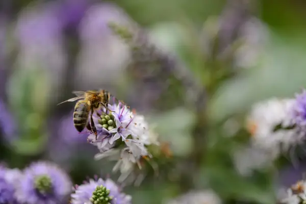 Honeybee on Hebe Addenda Donna