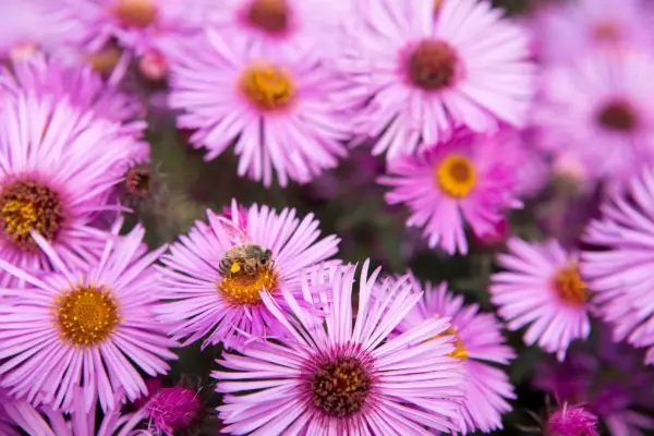 Honeybee on Aster novae-angliae