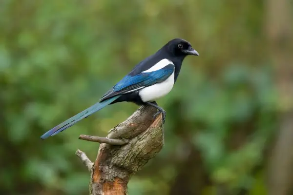Magpie on a cut branch. Getty Images