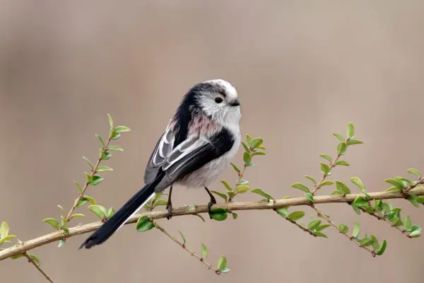 Long-tailed tit on a branch. Getty Images