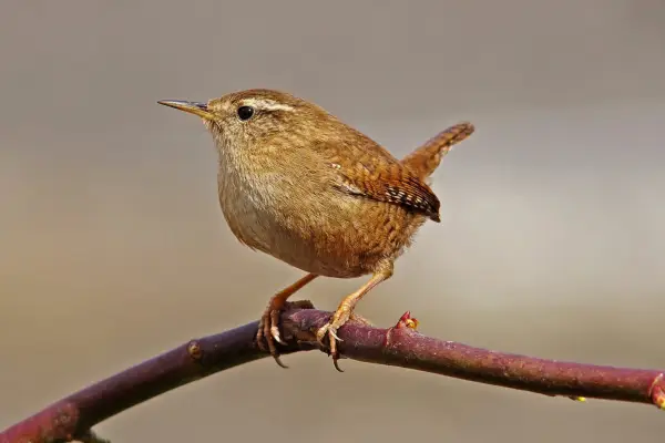 Wren on a branch. Getty Images