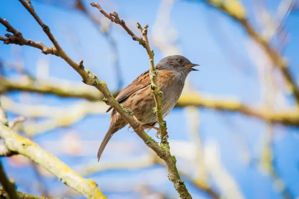 Dunnock singing from the bare branches of a tree in early spring. Getty Images