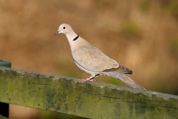 Collared dove on a fence. Getty Images