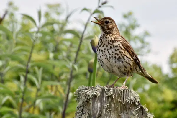 Song thrush singing on mossy post. Getty Images