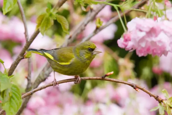 Greenfinch in a tree. Getty Images
