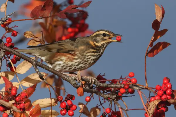 Redwing eating berries. Getty Images