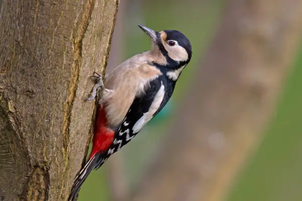 Great-spotted woodpecker on a tree. Getty Images