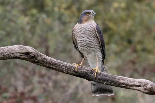 Male sparrowhawk perched on a branch. Getty Images