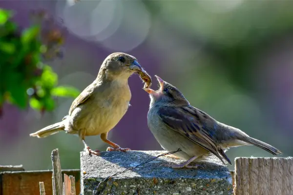 Female house sparrow feeds youngster with a large moth. Getty Images