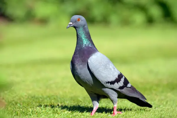 Feral pigeon on the grass. Getty Images