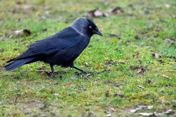 Jackdaw on the grass. Getty Images
