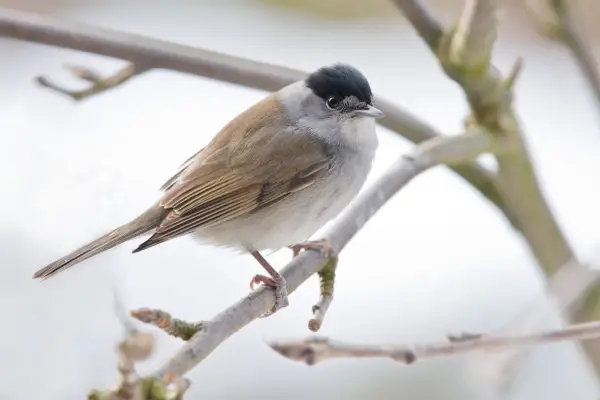 Male blackcap in a tree. Getty Images