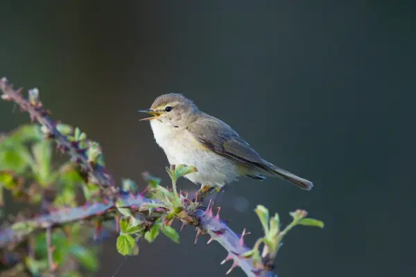 Chiffchaff singing. Getty Images