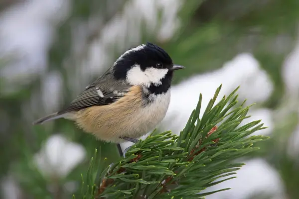 Coal tit perched in a spruce tree. Getty Images