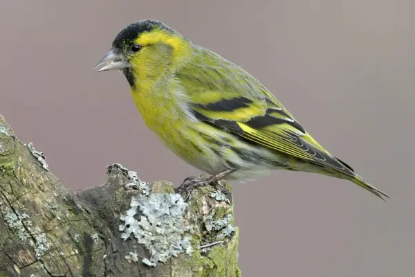 Male siskin. Getty Images